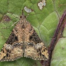 Sprindinis naktinukas - Hypena obsitalis | Fotografas Gintautas Steiblys
