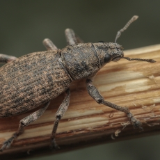Straubliukas - Herpisticus bobadillae | Fotografas Gintautas Steiblys