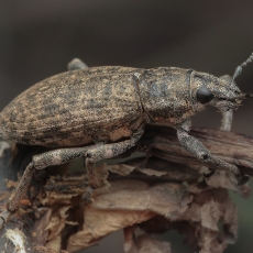 Straubliukas - Herpisticus bobadillae | Fotografas Gintautas Steiblys