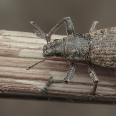 Straubliukas - Herpisticus bobadillae | Fotografas Gintautas Steiblys