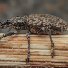 Straubliukas - Herpisticus bobadillae | Fotografas Gintautas Steiblys
