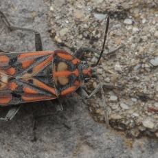 Dirvablakė - Spilostethus pandurus ssp. tetricus | Fotografas Gintautas Steiblys