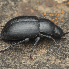 Juodvabalis - Hegeter cf. brevicornis | Fotografas Gintautas Steiblys