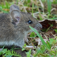 Miškinė pelė - Apodemus sylvaticus, juv. | Fotografas Gintautas Steiblys