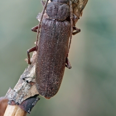Rudasis gaisrasekis - Arhopalus rusticus | Fotografas Gintautas Steiblys