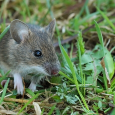 Miškinė pelė - Apodemus sylvaticus, juv. | Fotografas Gintautas Steiblys