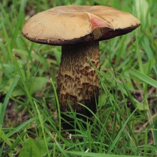 Tikrasis paąžuolis - Suillellus luridus | Fotografas Gintautas Steiblys