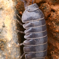 Vėdarėlis - Armadillidium vulgare ? | Fotografas Gintautas Steiblys