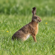 Pilkasis kiškis - Lepus europaeus | Fotografas Gintautas Steiblys