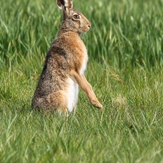 Pilkasis kiškis - Lepus europaeus | Fotografas Gintautas Steiblys