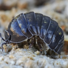 Vėdarėlis - Armadillidium vulgare | Fotografas Gintautas Steiblys