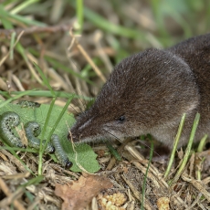 Paprastasis kirstukas - Sorex araneus | Fotografas Gintautas Steiblys