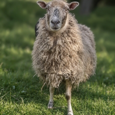 Naminė avis - Ovis aries | Fotografas Gintautas Steiblys