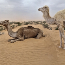 Vienkupris kupranugaris - Camelus dromedarius | Fotografas Gintautas Steiblys