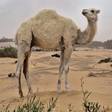 Vienkupris kupranugaris - Camelus dromedarius | Fotografas Gintautas Steiblys