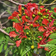 Karališkasis ugniamedis - Delonix regia | Fotografas Gintautas Steiblys