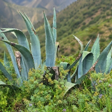 Amerikinė agava - Agave americana | Fotografas Gintautas Steiblys