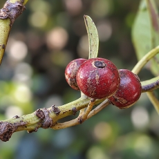 Kanarinis bugienis - Ilex canariensis | Fotografas Gintautas Steiblys