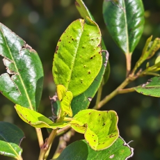 Kanarinis bugienis - Ilex canariensis | Fotografas Gintautas Steiblys