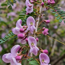 Žurlė - Poitea florida | Fotografas Gintautas Steiblys