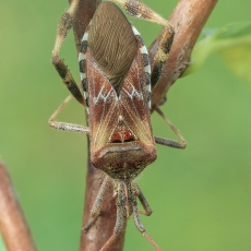 Pušinė kampuotblakė - Leptoglossus occidentalis | Fotografas Gintautas Steiblys