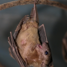 Egiptinis skraidantysis šuo - Rousettus aegyptiacus | Fotografas Gintautas Steiblys