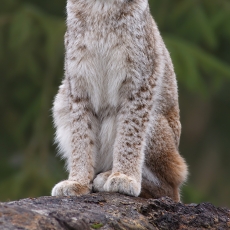 Paprastoji lūšis - Lynx lynx | Fotografas Gintautas Steiblys