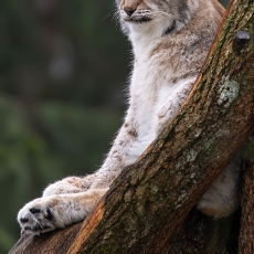 Paprastoji lūšis - Lynx lynx | Fotografas Gintautas Steiblys