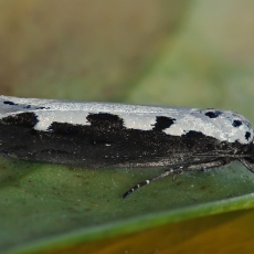 Godinė etmija - Ethmia bipunctella | Fotografas Gintautas Steiblys