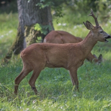 Stirna - Capreolus capreolus ♂ | Fotografas Gintautas Steiblys