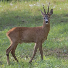 Stirna - Capreolus capreolus ♂ | Fotografas Gintautas Steiblys