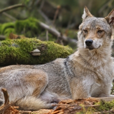 Pilkasis vilkas - Canis lupus | Fotografas Gintautas Steiblys