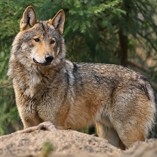 Pilkasis vilkas - Canis lupus | Fotografas Gintautas Steiblys