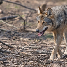 Pilkasis vilkas - Canis lupus | Fotografas Gintautas Steiblys
