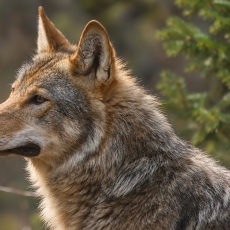Pilkasis vilkas - Canis lupus | Fotografas Gintautas Steiblys