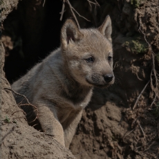 Pilkasis vilkas - Canis lupus, juv. | Fotografas Gintautas Steiblys