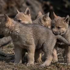 Pilkieji vilkiukai - Canis lupus, juv. | Fotografas Gintautas Steiblys