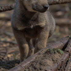Pilkasis vilkas - Canis lupus, juv. | Fotografas Gintautas Steiblys