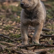 Pilkasis vilkas - Canis lupus, juv. | Fotografas Gintautas Steiblys