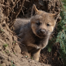Pilkasis vilkas - Canis lupus, juv. | Fotografas Gintautas Steiblys