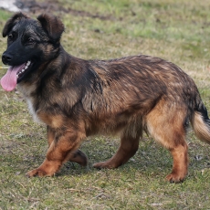 Naminis šuo - Canis familiaris | Fotografas Gintautas Steiblys
