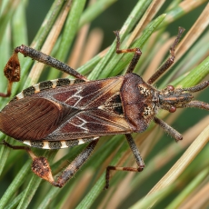 Pušinė kampuotblakė - Leptoglossus occidentalis | Fotografas Gintautas Steiblys