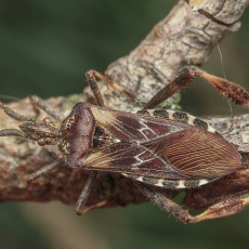 Pušinė kampuotblakė - Leptoglossus occidentalis | Fotografas Gintautas Steiblys