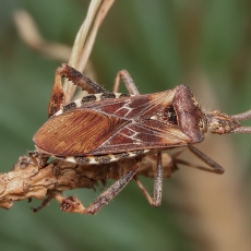 Pušinė kampuotblakė - Leptoglossus occidentalis | Fotografas Gintautas Steiblys