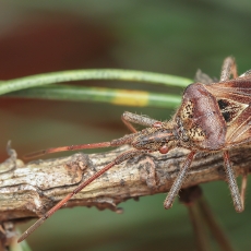 Pušinė kampuotblakė - Leptoglossus occidentalis | Fotografas Gintautas Steiblys