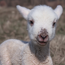 Naminė avis - Ovis aries, ėriukas | Fotografas Gintautas Steiblys