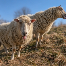 Naminės avys - Ovis aries | Fotografas Gintautas Steiblys