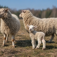 Naminės avys - Ovis aries | Fotografas Gintautas Steiblys