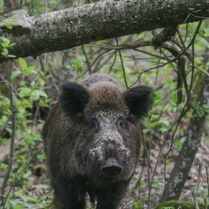 Šernas - Sus scrofa | Fotografas Gintautas Steiblys