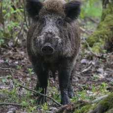 Šernas - Sus scrofa | Fotografas Gintautas Steiblys